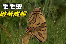 毛毛虫破茧成蝶的过程视频封面