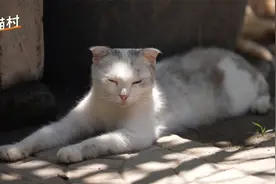 80岁奶奶几乎养了全村的猫,年事已高无力照顾,猫猫们将何去何从?视频封面