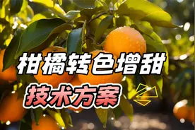 柑橘转色增甜技术方案“渔美荏”，使用方法介绍！视频封面
