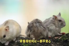 日子越过越好的生肖鼠，原来是这5个月出生的，越老福越旺！视频封面
