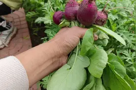 有盆就能种的“四季小萝卜”，不到30天就能收，现在种过年吃！视频封面