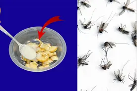驱蚊神器！往碗里加点它，5分钟让家里蚊子死光光，效果比蚊香好视频封面