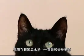 黑猫跑进您家门到底是福还是祸 听风水先生解释给你听视频封面