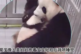 爱宝像人类妈妈一样轻拍宝宝后背哄睡觉～