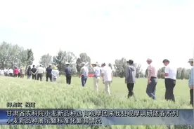 甘肃省农科院小麦新品种选育观摩团来我县观摩调研视频封面