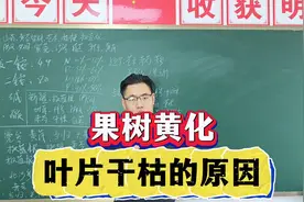 果树黄化、叶片干枯的原因，果树黄化根腐如何防治，用什么药！视频封面