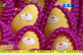 2025海南国际热带水果产业博览会3月21日在三亚举行4553视频封面