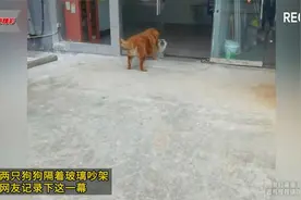 两只狗狗隔着玻璃吵架，网友记录下这一幕