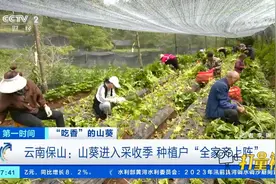云南保山：山葵进入采收季，种植户“全家齐上阵”，抓紧时间采收视频封面