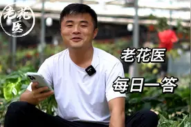 笔尖茉莉叶脉发黄？桂花枯叶是为啥？视频封面