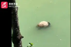 四川一摩友河谷中发现疑似幼年大熊猫尸体 官方：会去现场调查视频封面
