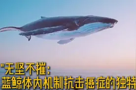 "海洋奇迹：蓝鲸免疫癌症的惊人秘密"视频封面