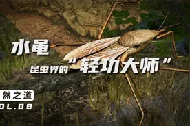 水黾的“轻功水上漂”绝技，是如何练成的？