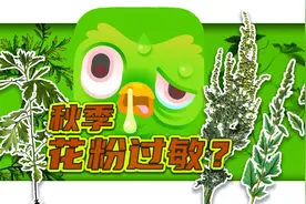又开始喷嚏了？为什么秋季花粉过敏更严重？视频封面