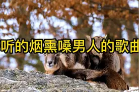 19首好听的烟熏嗓男人的歌曲，最经典好听的歌曲，快来一起收藏吧