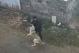 大狗突然扑向路过男子，男子反应迅速徒手捏住狗嘴将其制服视频封面