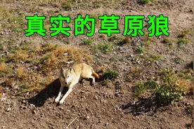 自驾来到内蒙乌拉盖，发现了几十头野狼，看看真实的草原狼是啥样视频封面