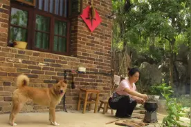 立秋了，做豆豉的好时节，煮两斤黄豆，捂两天就成香喷喷的豆豉了视频封面