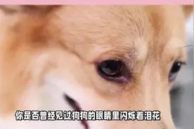 狗狗真的会哭吗？是的，狗狗也会哭！视频封面