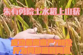朱有勇院士水稻上山获成功，最高亩产788公斤！为何却遭到网暴？视频封面