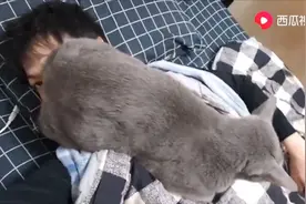 主人在睡觉，猫咪就坐在主人脸上玩，不知道主人有没闻到什么味道
