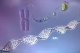 一分钟看懂基因、DNA与染色体的关系