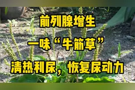前列腺增生，一味“牛筋草”！清热利尿，恢复尿动力！视频封面