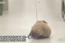网友在超市拍到有趣的一幕 小狗狗自己在超市里玩视频封面