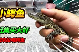 20一斤的大虾买了3斤剥虾仁，用虾仁来投喂鳄鱼，宠物比我吃得好视频封面