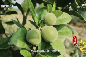 化橘红具有化痰止咳作用，可用于治疗咳嗽痰多等痰湿咳嗽的表现视频封面