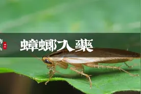 用蟑螂榨汁，居然还是一味绝密中药视频封面