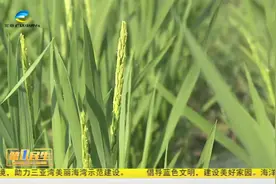 扩繁加代忙不停 三亚“海水稻”正拔节视频封面