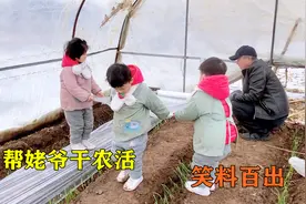 三胞胎帮姥爷干农活，有模有样全程笑料不断，姥爷：中午炖肉视频封面