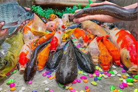 河沟发现动静，一起捉乌龟、锦鲤视频封面