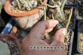 沙漠玫瑰修剪，伤口要“防护”，枝条不回抽，快速冒新芽视频封面