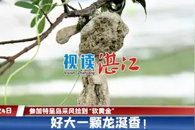 参加特呈岛采风捡到“软黄金”——好大一颗龙涎香！视频封面