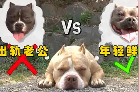 渣狗嫌弃原配疯狂出轨，没想对方华丽转身，被小鲜肉视若珍宝视频封面