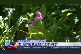 河北小五台山国家级自然保护区 发现珍稀兰花较大野外种群视频封面