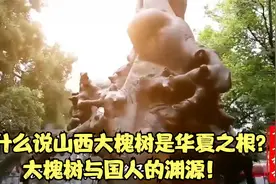为什么说山西大槐树是华夏之根？大槐树与国人的渊源！视频封面