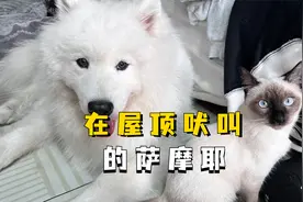 在屋顶吠叫的萨摩耶，它或许是想要自由吧！视频封面