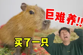 5.5w买的卡皮巴拉，没几天差点挂了！太脆了！视频封面