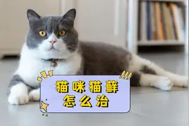 猫咪有猫藓怎么办，这4招教你解决！视频封面