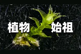 地球上生存4亿年，所有陆地植物始祖，苔藓生命力到底有多强？视频封面