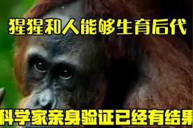 猩猩和人能够生育后代？科学家亲身验证，已经有结果？视频封面