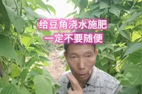 给豆角浇水和施肥要有规律，否则光长秧子不结荚，你真的做对了吗视频封面