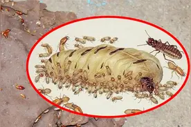 沦为“生育机器”的蚁后，一天产卵3万枚，最后却被子女吃掉视频封面