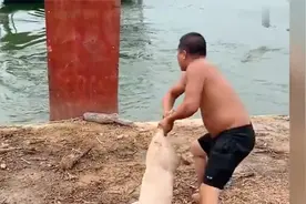 肥猪喂鳄鱼跑的快视频封面