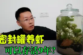 把一只小虾养在密封罐里，可以存活9年，是真的吗#密封罐养虾视频封面