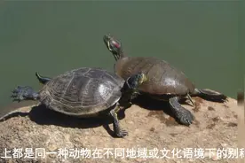 一文讲清乌龟、王八、甲鱼和鳖的区别，看完又涨见识了！视频封面