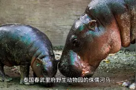 泰国“小预言家”侏儒河马“弹跳猪”预测：特朗普将重返白宫视频封面